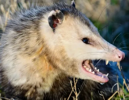 Possum Timer Horizontal